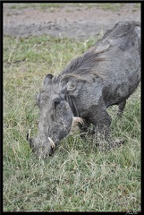 Kenya 01 Masai Mara 140