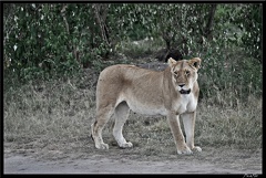 Kenya 01 Masai Mara 146