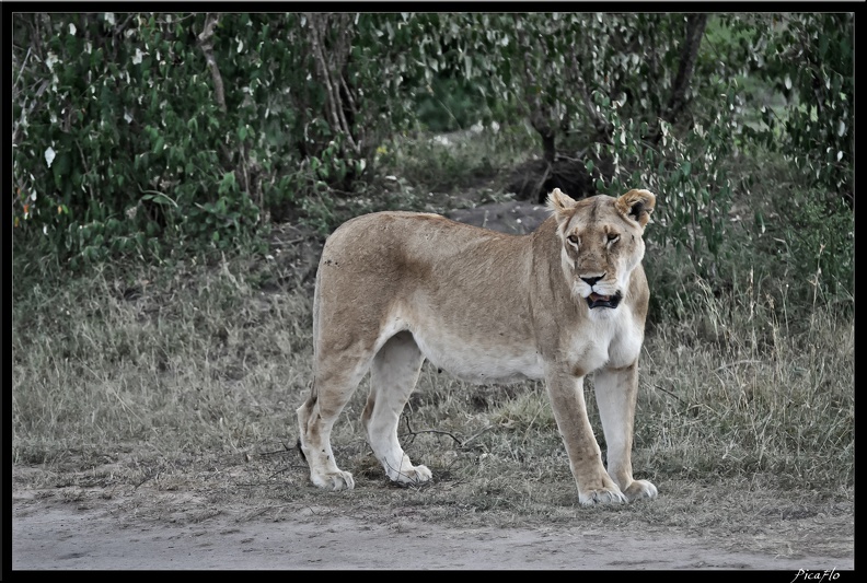 Kenya_01_Masai_Mara_146.jpg