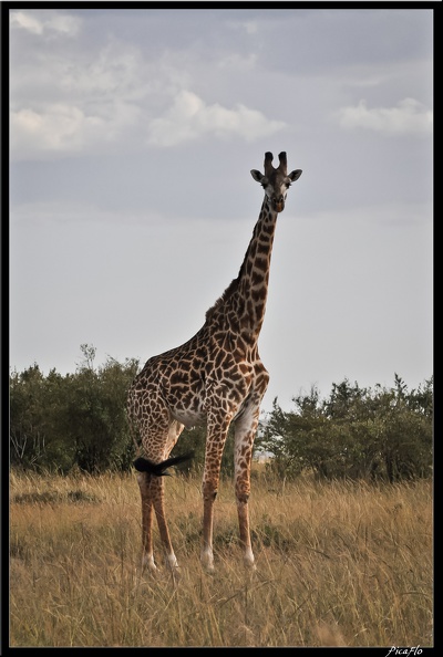 Kenya_01_Masai_Mara_153.jpg