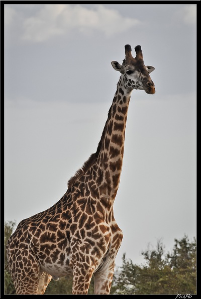 Kenya_01_Masai_Mara_154.jpg