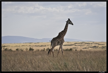 Kenya 01 Masai Mara 155