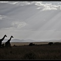 Kenya 01 Masai Mara 156