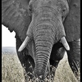 Kenya 01 Masai Mara 160