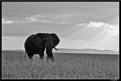 Kenya 01 Masai Mara 163