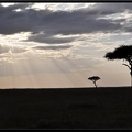 Kenya 01 Masai Mara 167