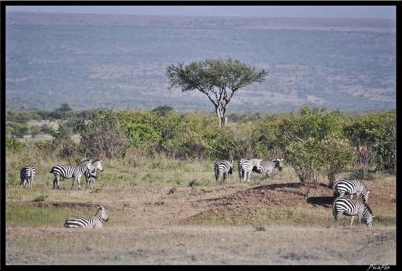 Kenya 01 Masai Mara 176