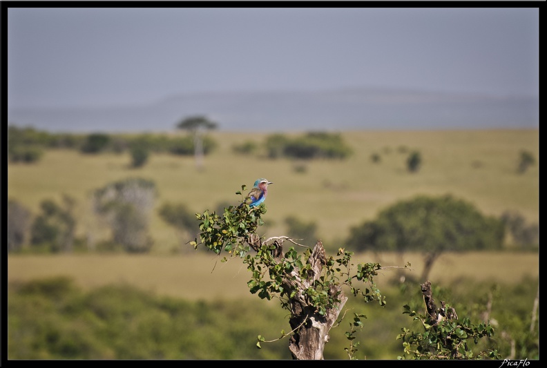 Kenya_01_Masai_Mara_178.jpg