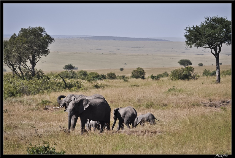 Kenya_01_Masai_Mara_181.jpg