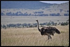 Kenya 01 Masai Mara 195