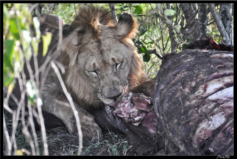 Kenya_01_Masai_Mara_235.jpg