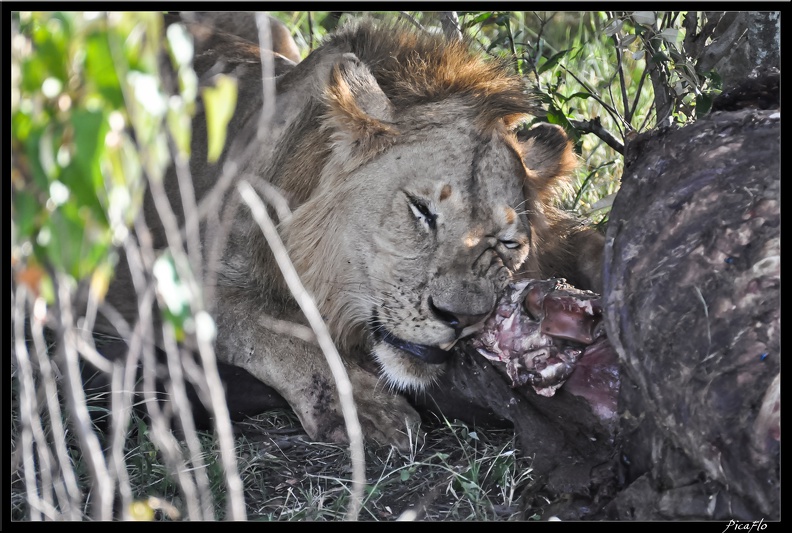 Kenya_01_Masai_Mara_236.jpg