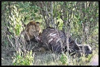Kenya 01 Masai Mara 242