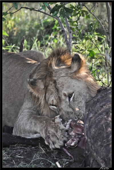 Kenya_01_Masai_Mara_254.jpg