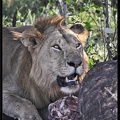 Kenya 01 Masai Mara 262