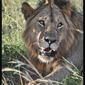 Kenya 01 Masai Mara 269
