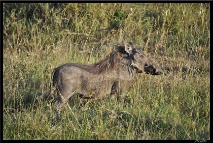 Kenya 01 Masai Mara 274