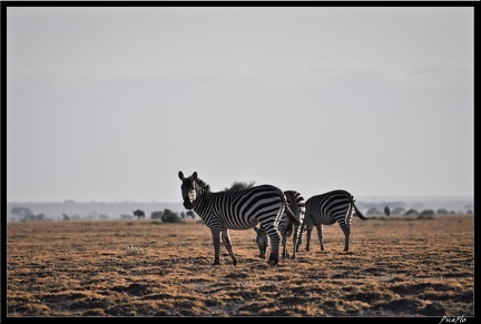 Kenya 04 Amboseli 010