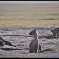 Kenya 04 Amboseli 021