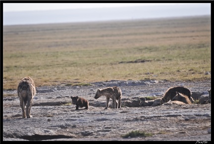 Kenya 04 Amboseli 026