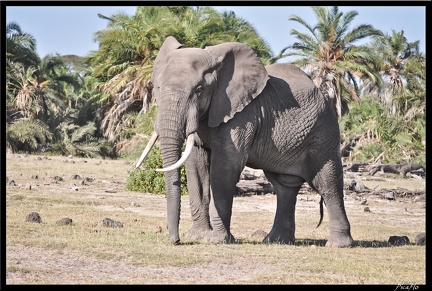 Kenya 04 Amboseli 055