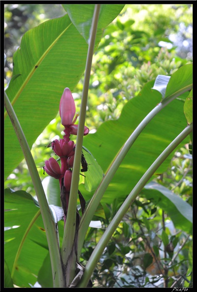 07-Kumily_Thekkady_Reserve_de_Periyar_044.jpg