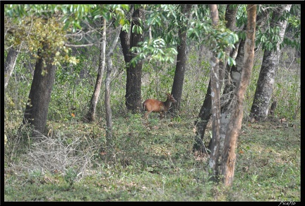 07-Kumily Thekkady Reserve de Periyar 195