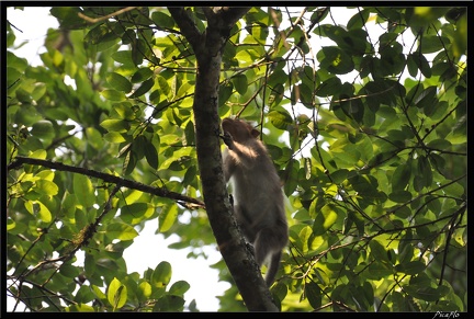 07-Kumily Thekkady Reserve de Periyar 268