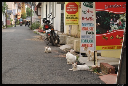 10-Cochin 100