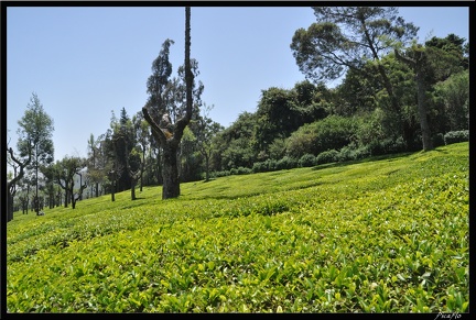 11-Ooty 051