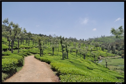 11-Ooty 074