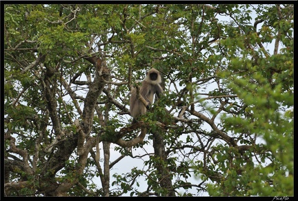 12-Mudumalai Masinagudi 098