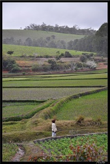 Mada 03-Fianarantsoa vers Manakara en train 036