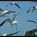 Essaouira 045