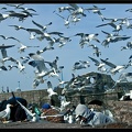 Essaouira 048