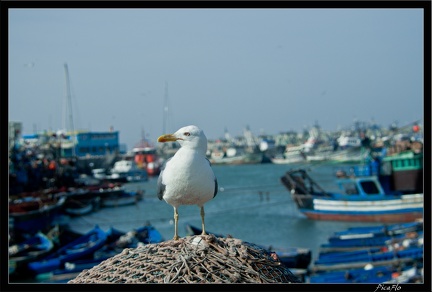 Essaouira 067