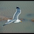 Essaouira 181