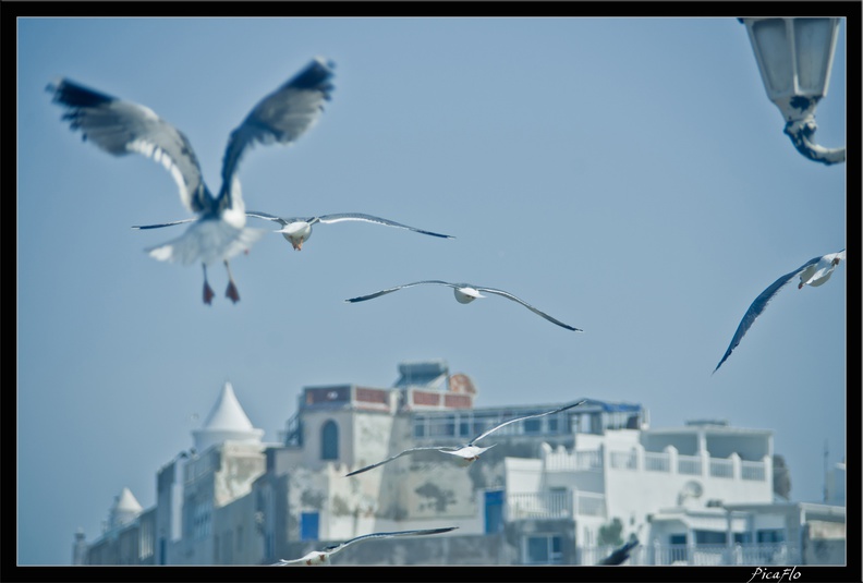 Essaouira_191.jpg