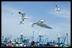 Essaouira 215