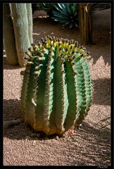 Marrakech jardins Majorelle 19