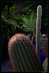 Marrakech jardins Majorelle 58