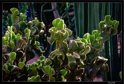 Marrakech jardins Majorelle 61