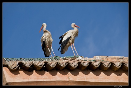 Marrakech tombeaux Saadiens 22