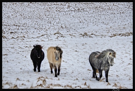 Islande 08 Vik 046