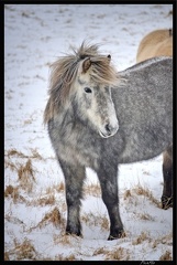 Islande 08 Vik 049