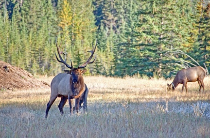 Canada 21 Elks 17