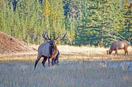 Canada 21 Elks 19