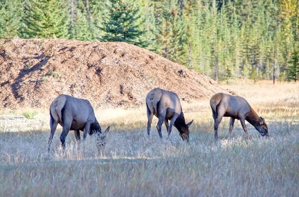 Canada 21 Elks 24