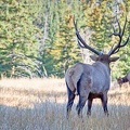 Canada 21 Elks 36