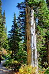 Canada 39 Iceberg Lake Trail 60